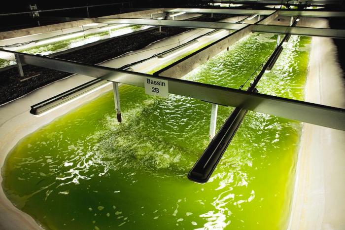 Bioenergi mikroalga lipi