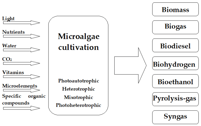 Bioenergi mikroalga lipi