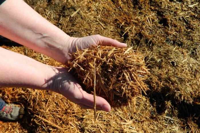 Apa itu bioenergi dalam pertanian