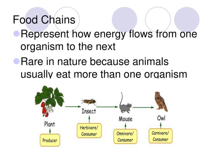 Bioenergi yang dimiliki organisme pada rantai makanan