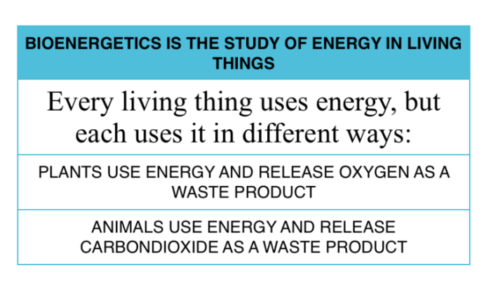 Bioenergetics energetics
